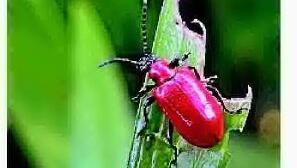 Do you have garden pests?